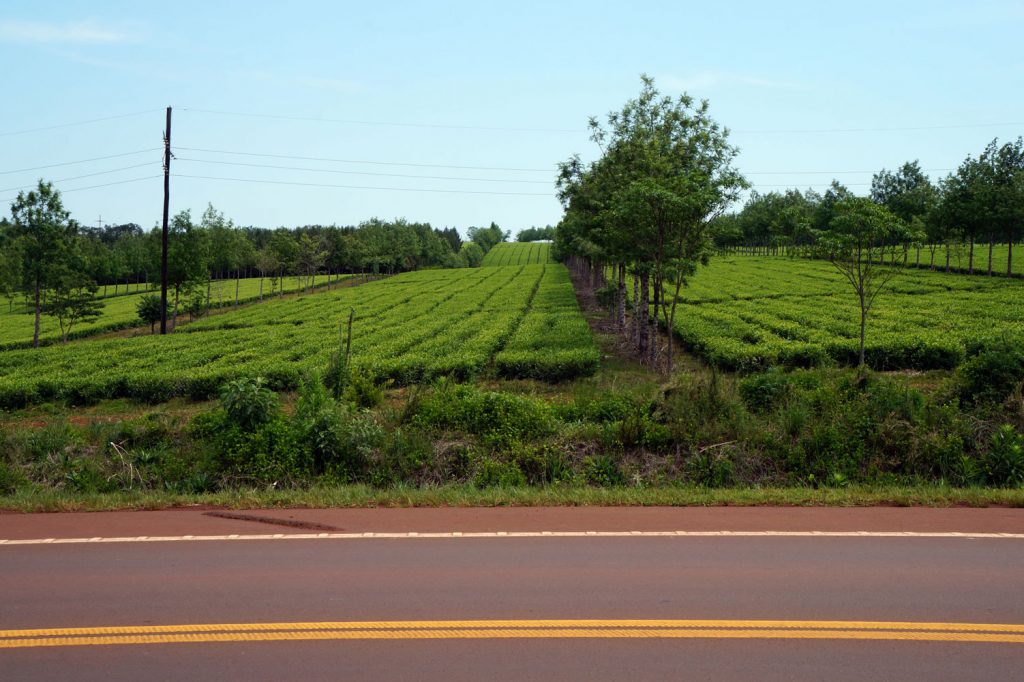 Plantaciones de té en Misiones