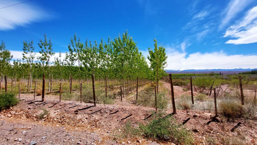 Cultivos en la ruta a Barreales