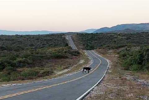 Animales sueltos sobre ruta 2 - Catamarca