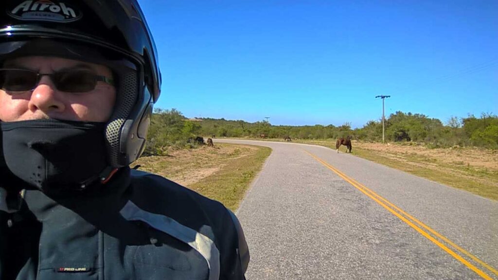 Animales sueltos sobre la ruta 2 en Catamarca